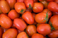 תמונה של עגבניות תמר